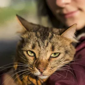 cuántos años puede vivir un gato