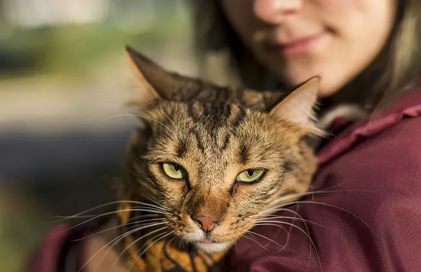 cuántos años puede vivir un gato