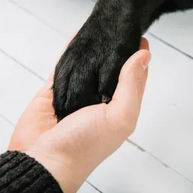 qué hacer con tu mascota cuando muere