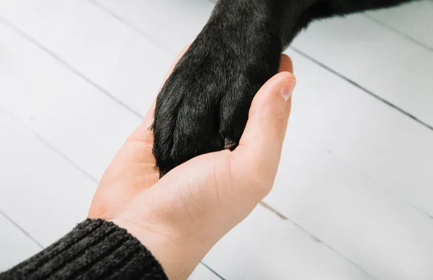 qué hacer con tu mascota cuando muere